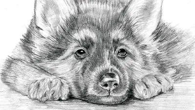 Милые рисунки для срисовки животные - 65 фото