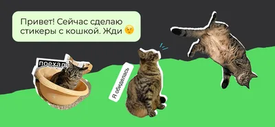 Как создать стикер в WhatsApp для Android