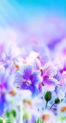 Обои для айфон картинки на телефон андроид фоны | Flower iphone wallpaper,  Best flower wallpaper, Purple flowers wallpaper