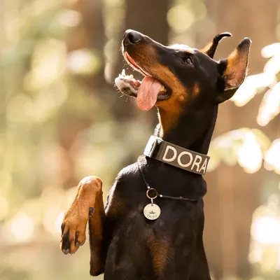 Доберман: все о собаке, фото, описание породы, характер, цена