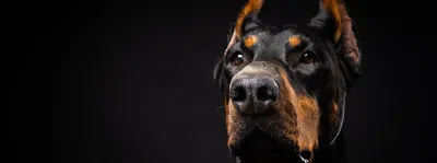 Доберман: характеристика породы 🐕, содержание, фото, всё о собаке