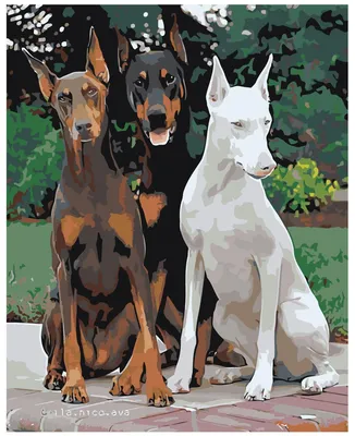 Доберман порода собак - товары для добермана | VetaStar