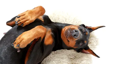пара доберманов собака доберман Фото Фон И картинка для бесплатной загрузки  - Pngtree