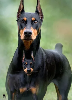 Доберман: фото собаки, описание и особенности породы | PEDIGREE®