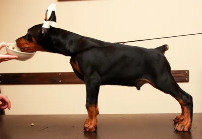 Красивый щенок добермана прыгает в …» — создано в Шедевруме