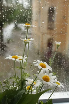 Доброе утро! А дождик смоет все печали и будет солнечно в душе. Музыкальная  открытка С Добрым утром - YouTube