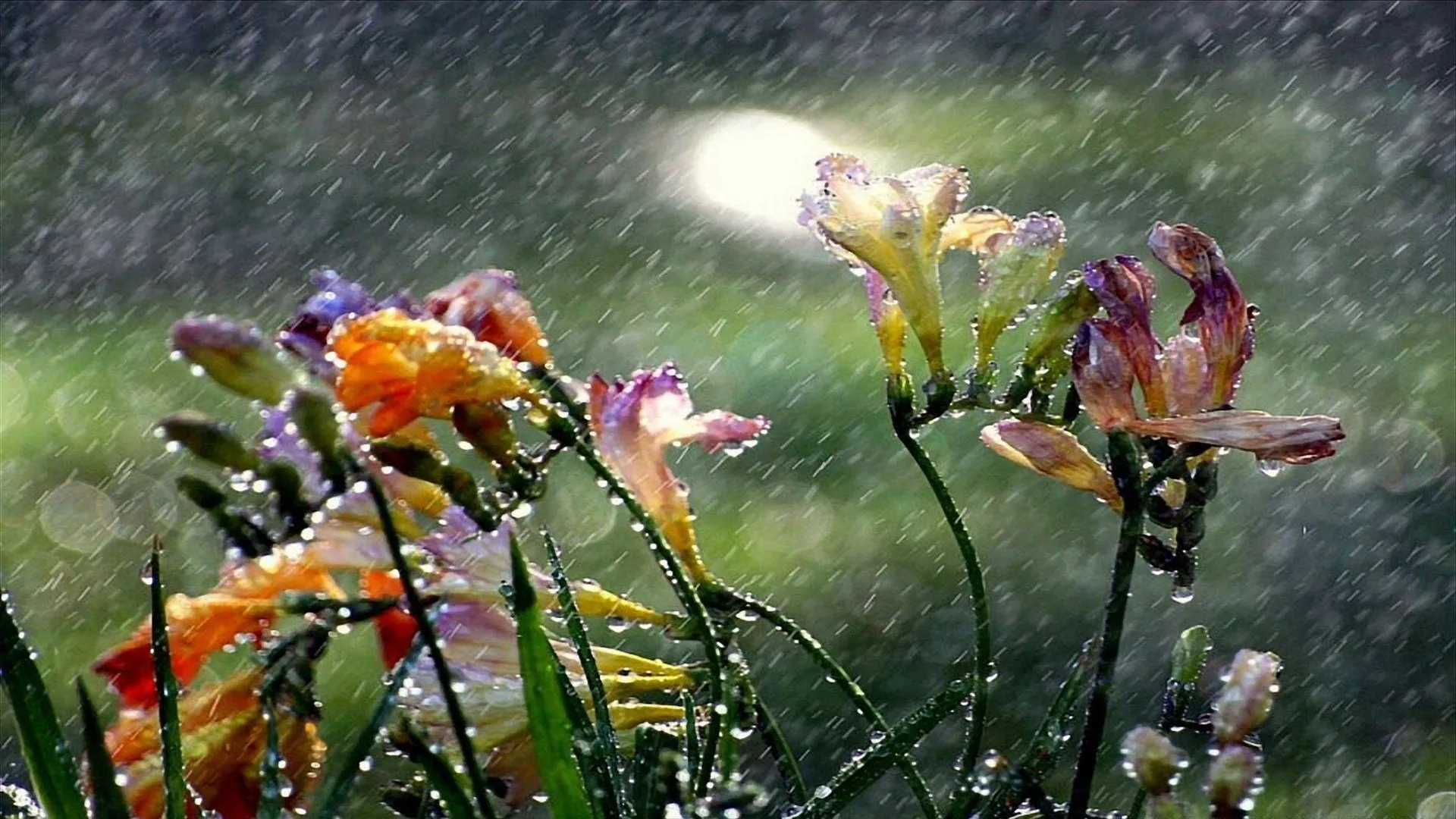 Доброе утро дождливое весеннее картинки. Летний дождь. Дождливый весенний день. Дождь картинки. Природа после дождя.