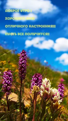 Доброе утро, друзья! ☕ Хорошего дня, отличного настроения!!! | Кафе  \"Счастливый День\", кафе \"Гостиный Двор\" | ВКонтакте