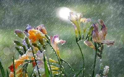 Вот таким должен быть настоящий летний дождь. Теплым, быстрым и солнечным!  Когда соединяются дождь и солнце появляется ощущение счастья,…