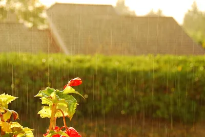 Люди Под Дождем В Городском Парке Дождь И Солнце — стоковые фотографии и  другие картинки Дождь - Дождь, Пожилой возраст, Ходьба - iStock