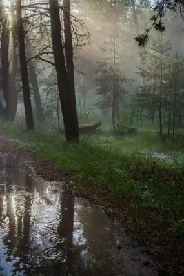 Дождь в осеннем лесу - Плэйкасты - Флора и Фауна, Времена года