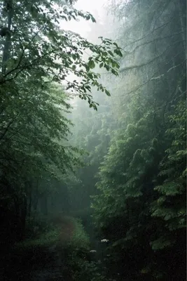 Дождь в лесу — Фото №338581