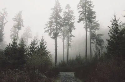 Дождь в лесу - красивые фото