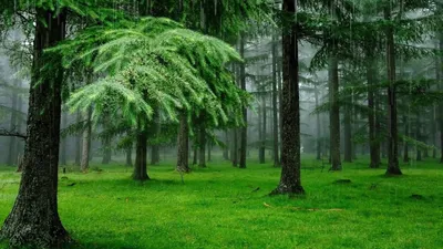 Осенний лес после дождя | Пикабу