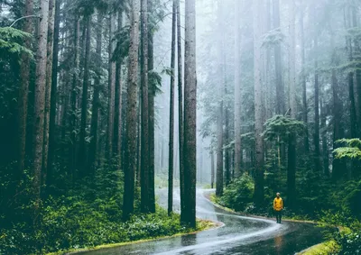 Дождь в лесу летом - фото и картинки: 33 штук