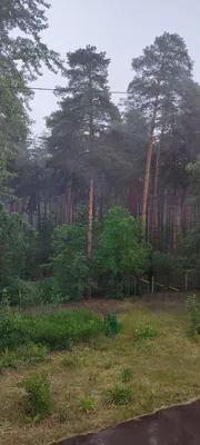 Дождь, лес, пение птиц Поющие птицы в дождливый день Лес наполненный  звуками природы | Nature tree, Forest wallpaper, Green trees