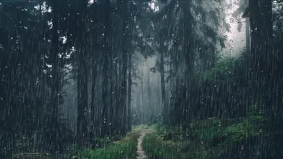 Чем пахнет дождь? Ещё одна причина любить лес | Лесные истории | Дзен