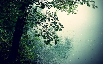 Дождь в лесу: найти картинку в интернете» — создано в Шедевруме