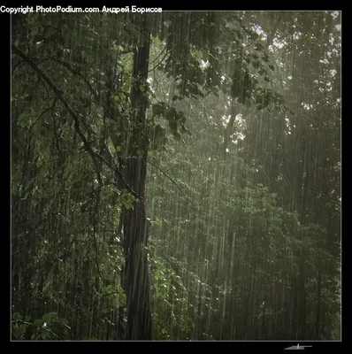 Дождь В Лесу Чернобелый — стоковые фотографии и другие картинки Акварельный  фон - Акварельный фон, Без людей, Великобритания - iStock