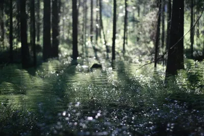 Лес во время дождя | Пикабу