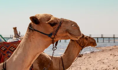 Хургада или Шарм-эль-Шейх: где лучше, чем отличаются, какой курорт выбрать