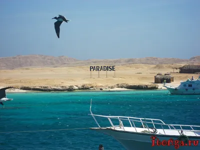 Египет: Хургада: Beach Albatros Resort 4* | Страйк тур