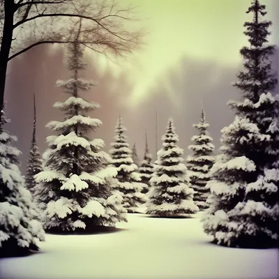 Картинки елки в снегу фотографии