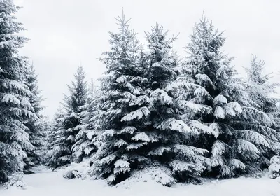 елки в снегу печенье и шишки, зима, высокое разрешение, деревья фон  картинки и Фото для бесплатной загрузки