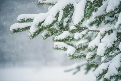 Снежные елки в лесу - 72 фото
