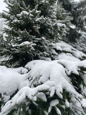 Елка Мольвено в снегу с вплетенной гирляндой 155 см подходит для  минимального декора