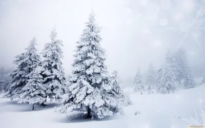 Зимняя елка | Зимняя фотография, Природа, Снег