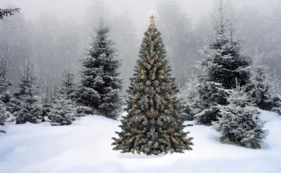 Foto Stock Ветка елки в снегу. Зимний пейзаж.Иголки крупным планом | Adobe  Stock