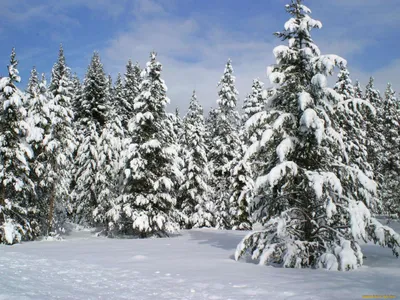 Скачать обои ель, деревья, елки, горы, снег разрешение 2560x1600 #46453