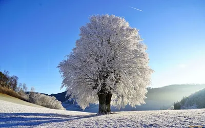 Елки в снегу - красивые фото