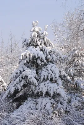 Елка в снегу :: ИРИШКА КАЗАКОВА – Социальная сеть ФотоКто
