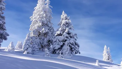 Деревья в снегу (135 фото) - 135 фото