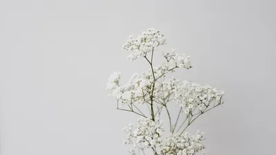 Белые цветы эстетика - 78 фото