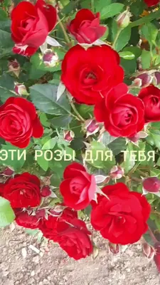 Открытка пусть согреют вас эти розы - лучшая подборка открыток в разделе: С  розами на npf-rpf.ru