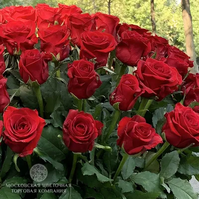 Лариса Трощенкова | \"Эти розы для тебя\" и В. Лекарь | Дзен