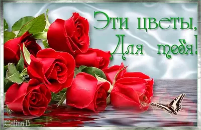 Метровые розы (100 см) заказать с доставкой в Челябинске - салон «Дари  Цветы»