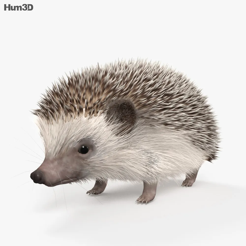 Hedgehog 3d. Модель ежика. Еж 3д модель. 3d модель Ежик. 3д модель ежа.