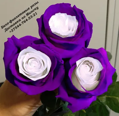 Фиолетовая дорога | Purple roses, Purple flowers, All things purple