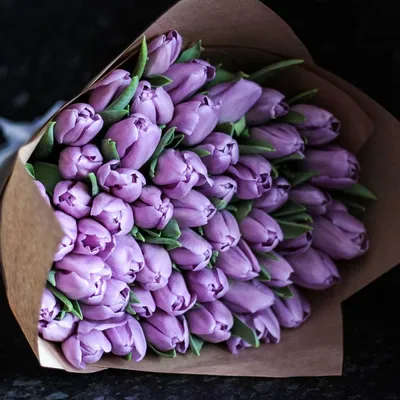 Картинки фиолетовые тюльпаны фото