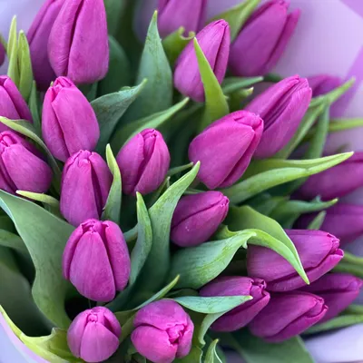 Фиолетовые тюльпаны в вертикальной упаковке 25 штук купить в Бресте,  закажи, а мы доставим.