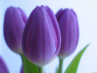 Фиолетовые тюльпаны 51 шт. купить с доставкой в Москве. Цена от 8415 ₽