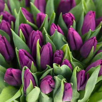 Тюльпаны бело-фиолетовые. Доставка цветов Краснодар