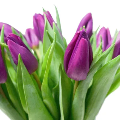 Обои Цветы Тюльпаны, обои для рабочего стола, фотографии цветы, тюльпаны,  фиолетовые Обои для рабочего стола, скач… | Тюльпаны, Красивые цветы, Фиолетовые  тюльпаны