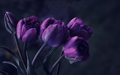 51 пионовидный фиолетовый тюльпан в коробке за 11 690 руб. | Бесплатная  доставка цветов по Москве