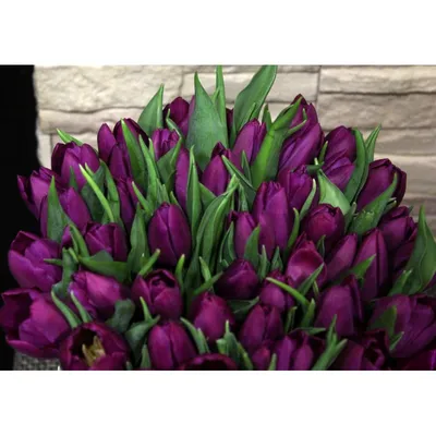 Фиолетовые тюльпаны поштучно от /шт. Купить цветы.