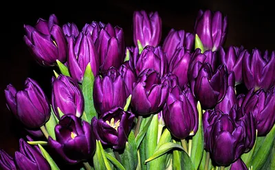 Скачать обои цветы, тюльпаны, фиолетовые, раздел цветы в разрешении  1440x900 | Тюльпаны, Экзотические цветы, Цветки орхидеи